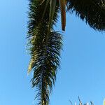 Attalea maripa Folha