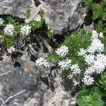 Asperula hirta Habit