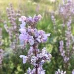 Nepeta nuda Blomst