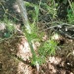 Larix laricina Листок