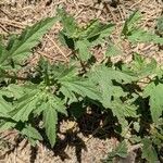 Chenopodium ficifolium Lehti