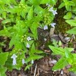 Houstonia purpurea Liść