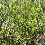 Erica arborescens Leaf