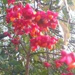 Euonymus latifolius Fruit