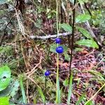 Dianella caeruleaFrukt