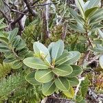 Sideroxylon borbonicum Yaprak