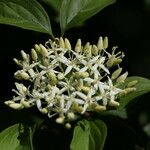Cornus sanguinea Flower