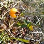 Rubus chamaemorus Habit