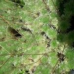 Cotula hispida Hoja