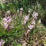 Polygala nicaeensis Flower