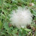 Dryas drummondii Fruit