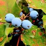 Berberis repens Fruit