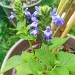 Salvia hispanicaCvet