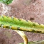 Kalanchoe rosei Leaf