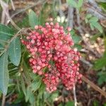 Schinus terebinthifolius Fruit