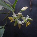 Geitonoplesium cymosum Цвят