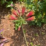 Alstroemeria psittacina Blatt