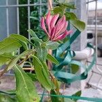 Lonicera caprifolium Flower