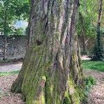 Sequoiadendron giganteum Rhisgl
