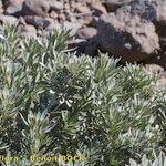 Genista stenopetala 形態