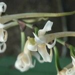Cyrtorchis monteiroae Flor