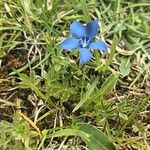 Gentiana sierrae Flower