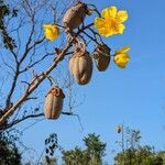 Cochlospermum vitifoliumЦветок