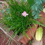 Zephyranthes rosea موطن