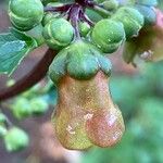 Scrophularia trifoliata Fula