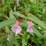 Impatiens rosea