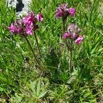 Pedicularis cenisia Habit