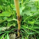 Equisetum arvense Rhisgl
