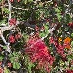Calliandra californica Цвят