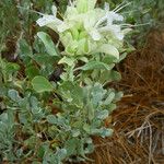 Salvia pachyphylla Habitus