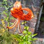 Lilium lancifolium Flower