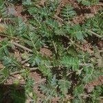 Tribulus terrestris Лист