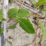 Sonchus bulbosus Hoja