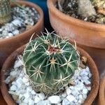 Stenocactus multicostatus Hoja