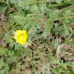 Hypecoum imberbe অভ্যাস