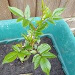 Rosa sempervirens Blad