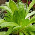 Primula vialii Leaf