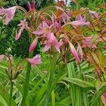 Crinum × powellii Flower