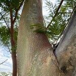 Albizia niopoides Bark