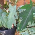 Philodendron panduriforme Hostoa