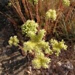 Sedum sediforme Flower