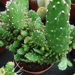 Opuntia monacantha 葉