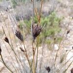 Schoenus nigricans Frucht