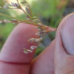 Juncus usitatus Lorea