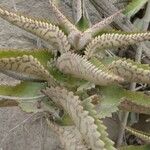 Kalanchoe daigremontiana Blad