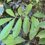 Derris elliptica Leaf